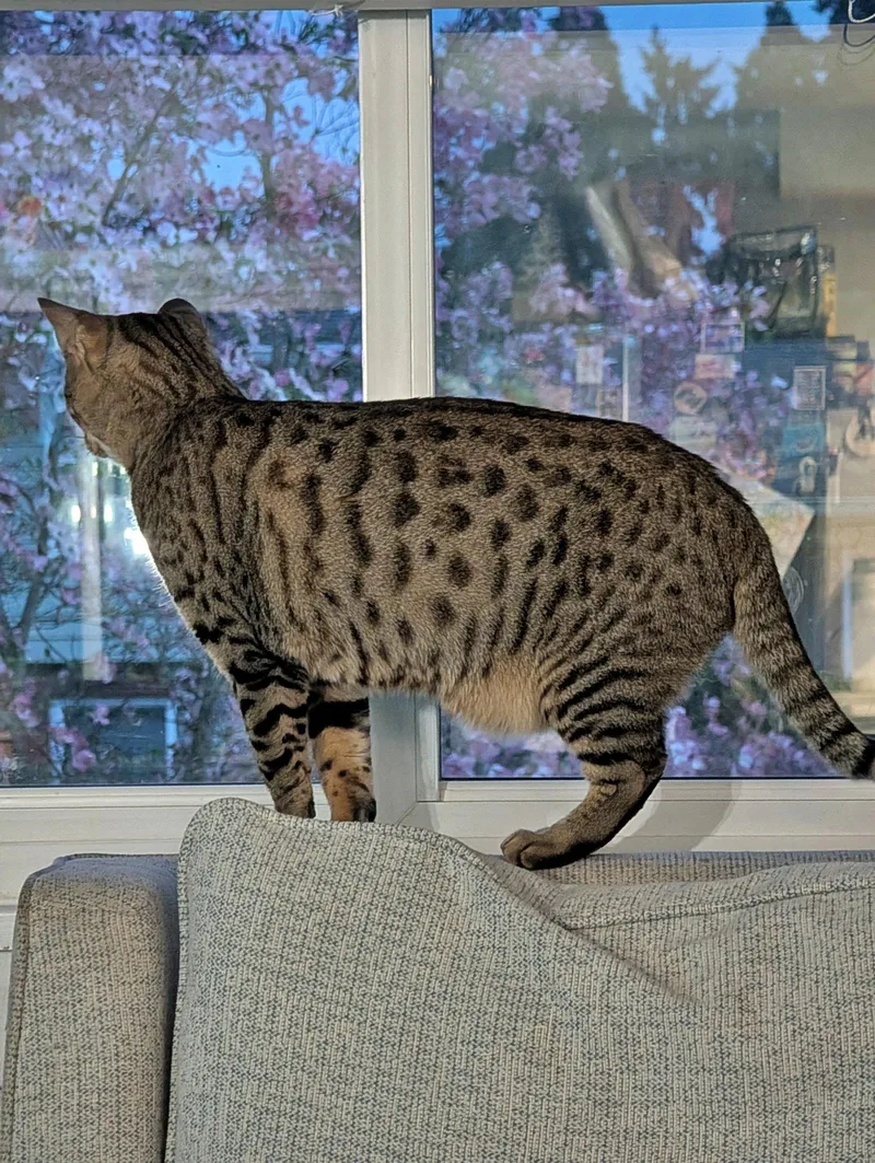 An adult medium-sized female Bengal cat named JEMMA & JASPER for adoption in Hillsboro, OR