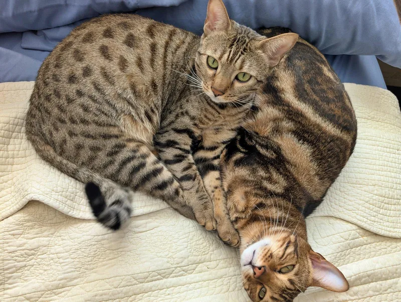 JEMMA & JASPER  thumbnail 3