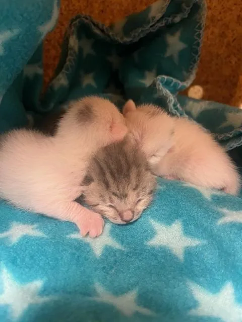 A baby small-sized female Domestic Short Hair cat named Spot for adoption in Riverside, CA