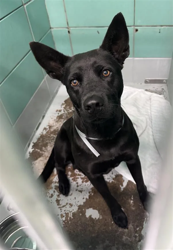 An adult medium-sized female Labrador Retriever dog named Lyra for adoption in Houston, TX