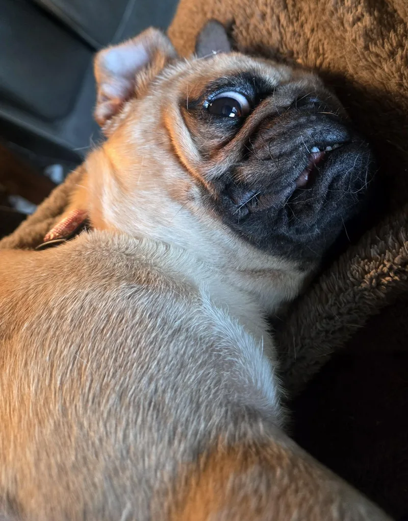 Belle