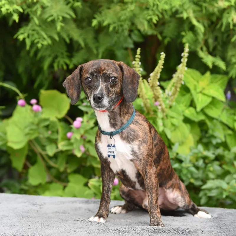 An adult small-sized male Dachshund dog named Ethridge for adoption in Wake Forest, NC