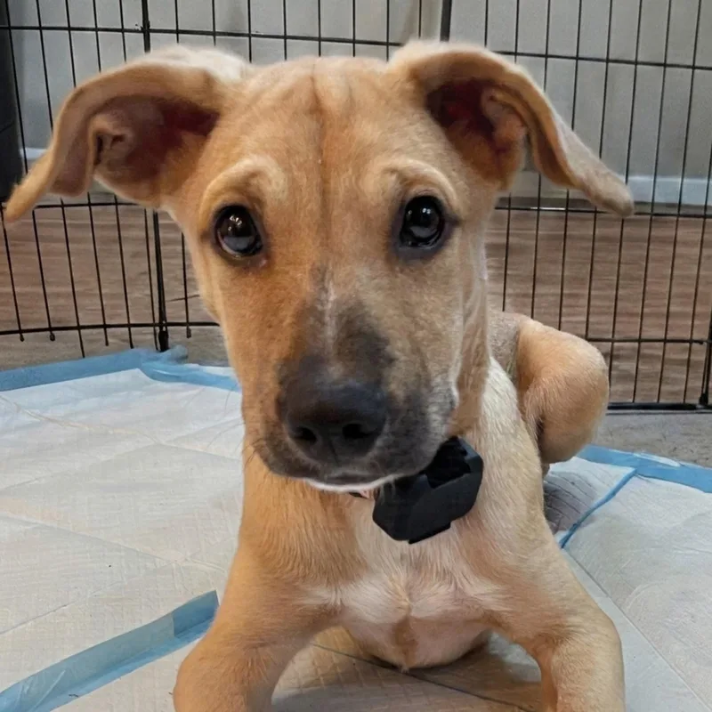 A baby medium-sized male Yellow / Tan / Blond / Fawn Labrador Retriever dog named Dracula for adoption in Baldwin, MD