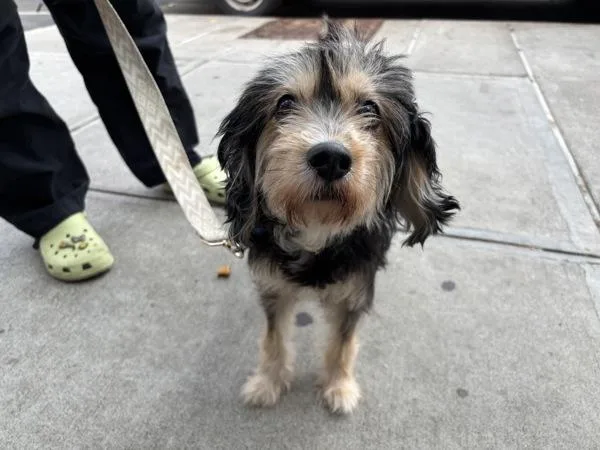 An adult small-sized female Mixed Breed dog named Leafy Green for adoption in New York, NY