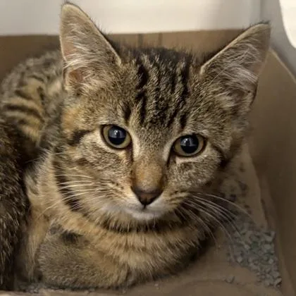 A baby small-sized female Domestic Short Hair cat named Clip for adoption in Voorhees, NJ