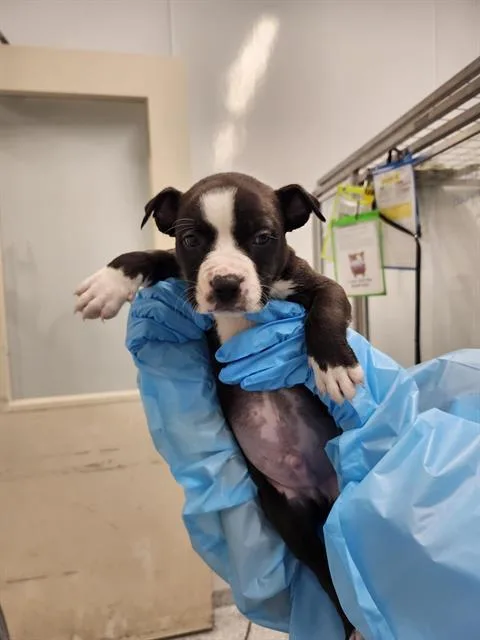 A baby small-sized male American Staffordshire Terrier dog named Finn for adoption in San Antonio, TX
