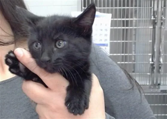 A baby medium-sized female Domestic Short Hair cat named Sapphire for adoption in Salinas, CA