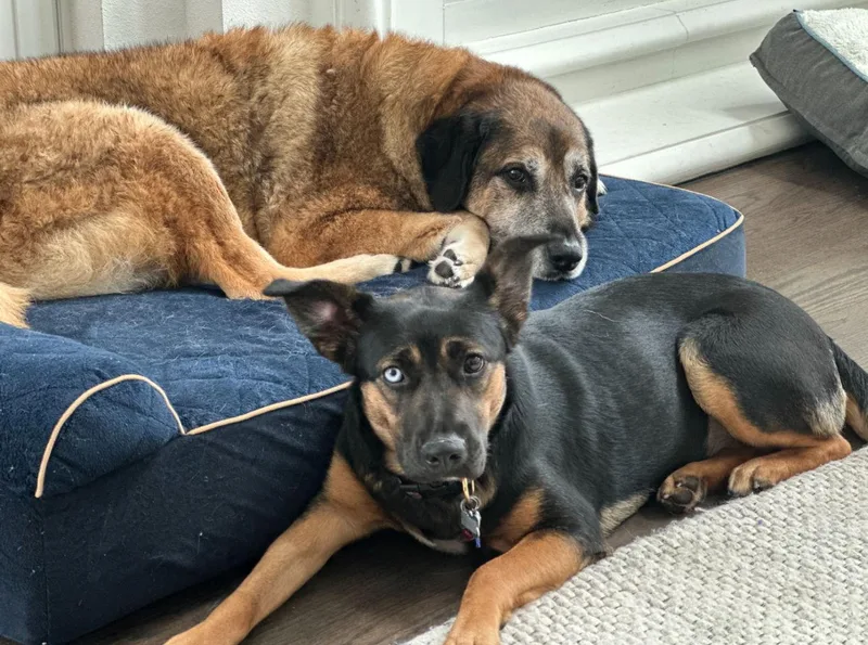 Sweet Pea thumbnail 3