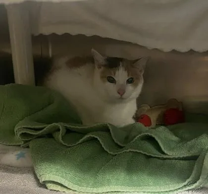 An adult medium-sized female Domestic Short Hair cat named Reese Rose for adoption in Hobart, IN