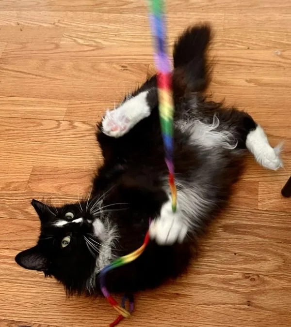 An adult medium-sized female Domestic Medium Hair cat named Muffy for adoption in Stratham, NH