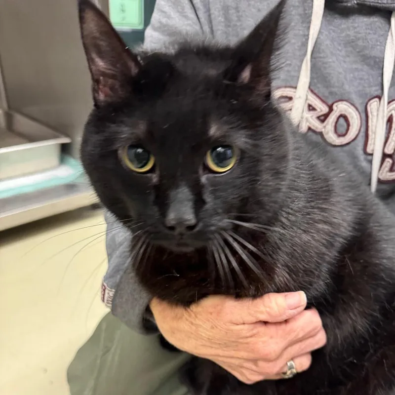 A senior extra large-sized male Black Domestic Medium Hair cat named Mitchell for adoption in International Falls, MN