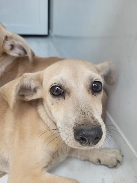 A young small-sized male Chihuahua dog named Greg for adoption in Chatsworth, CA
