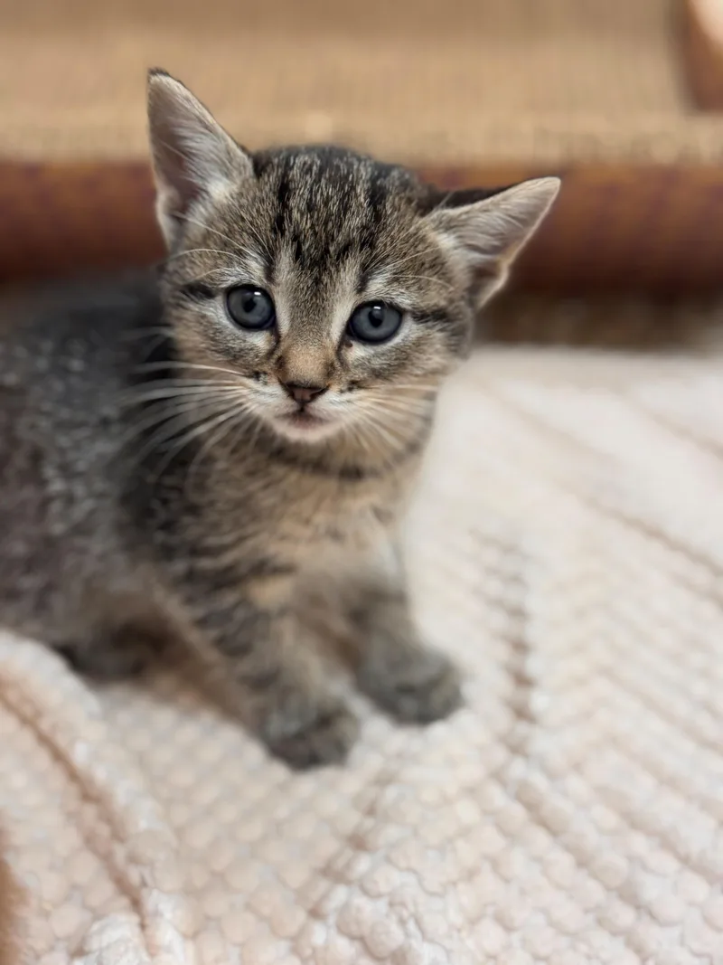 A baby small-sized female Tabby (Buff / Tan / Fawn) Domestic Short Hair cat named Yuki for adoption in Hackensack, MN