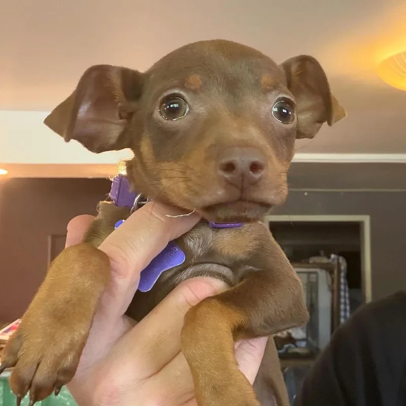 Lily thumbnail 2