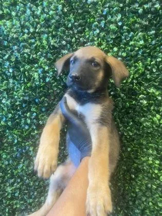 A baby small-sized female Apricot / Beige Mixed Breed dog named 61327115 for adoption in El Paso, TX
