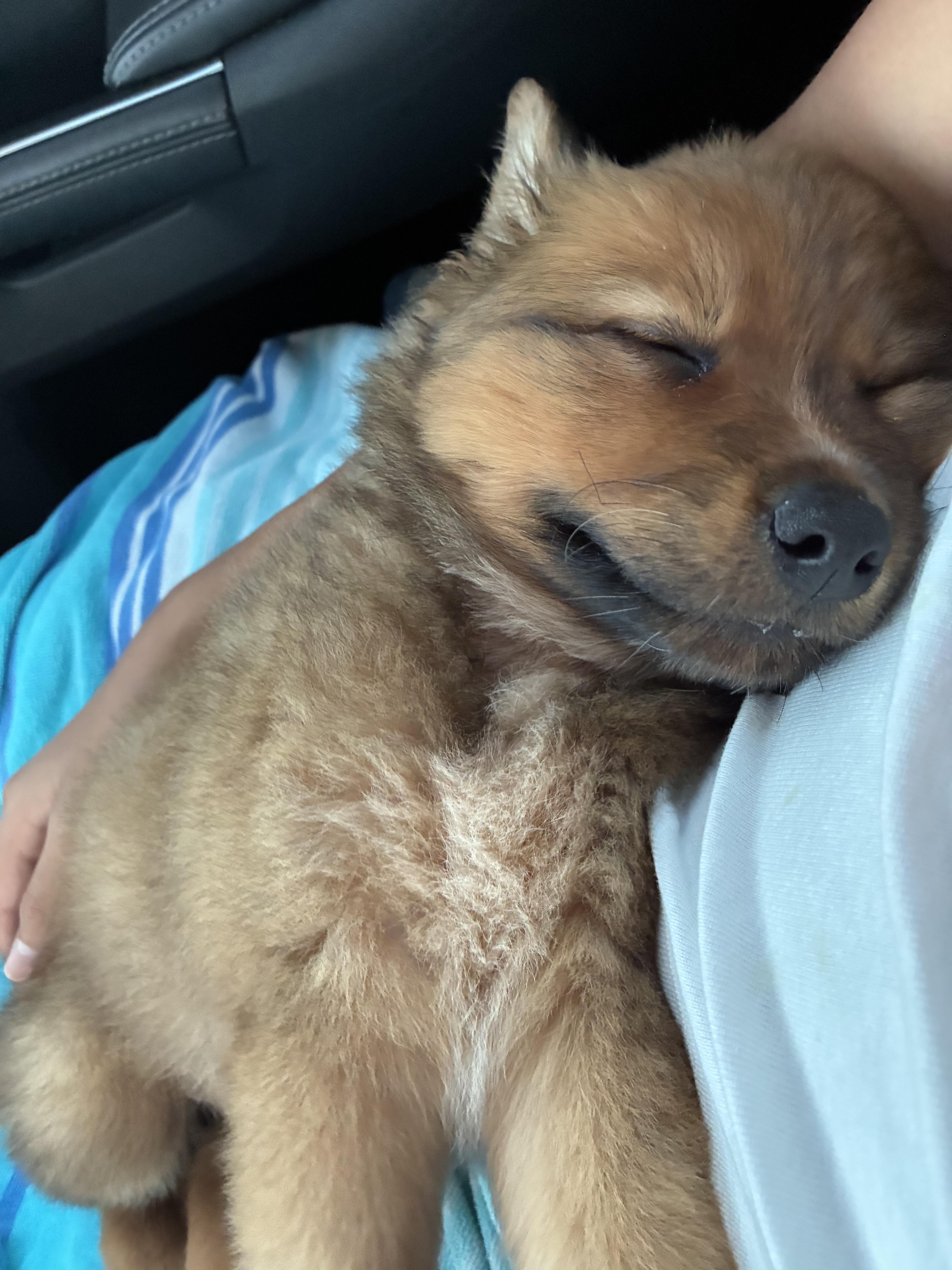 A baby medium-sized female Australian Shepherd dog named Meadow for adoption in Rancho Santa Margarita, CA