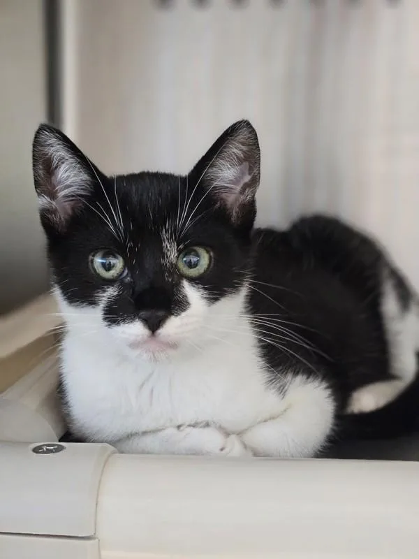 A young medium-sized male Domestic Short Hair cat named Leo for adoption in Dublin, CA
