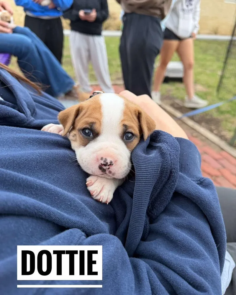 A baby medium-sized female White / Cream Mixed Breed dog named Dottie for adoption in Manhattan, KS