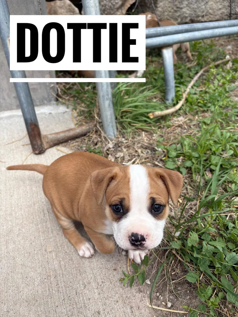 Dottie thumbnail 4