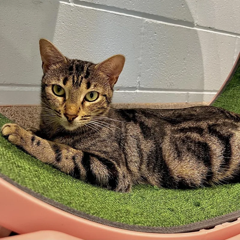 A young medium-sized female Gray / Blue / Silver Domestic Short Hair cat named Star for adoption in Englewood, FL