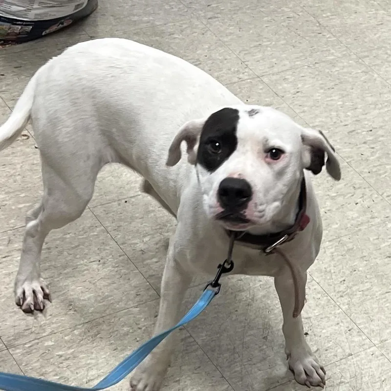 A young medium-sized female White / Cream Pit Bull Terrier dog named Shay for adoption in East Saint Louis, IL