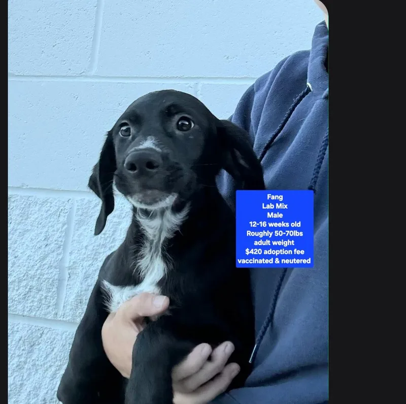 A baby large-sized male Black Labrador Retriever dog named Fang for adoption in Oviedo, FL