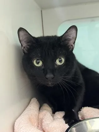 An adult medium-sized male Domestic Short Hair cat named Meow Meow for adoption in Vero Beach, FL