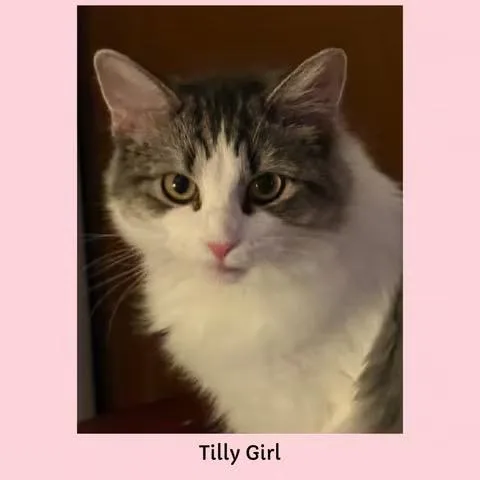Tilly Girl