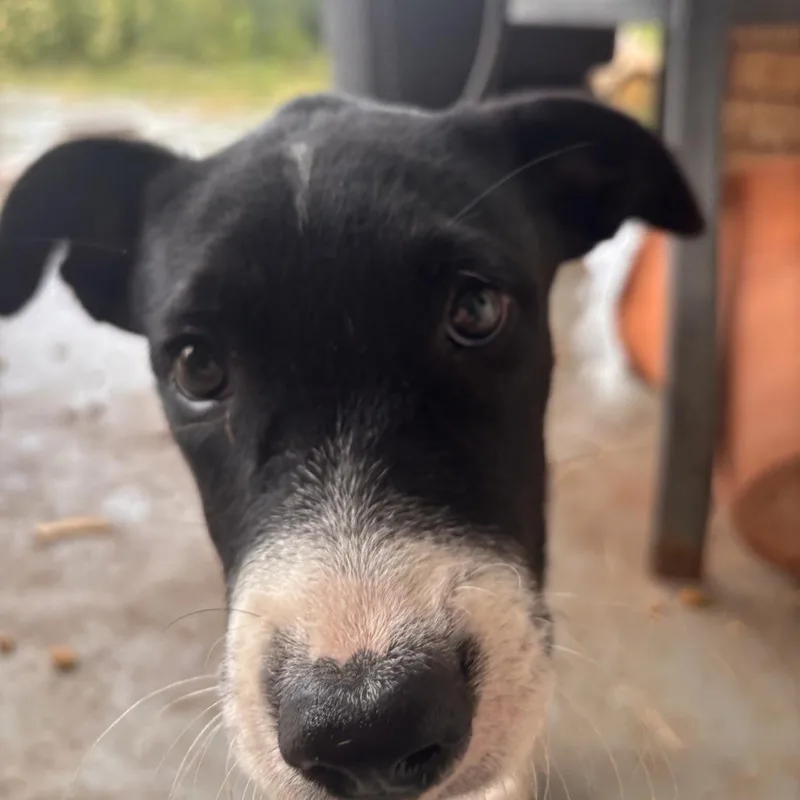A baby small-sized male Black American Staffordshire Terrier dog named Ace for adoption in Midland, TX