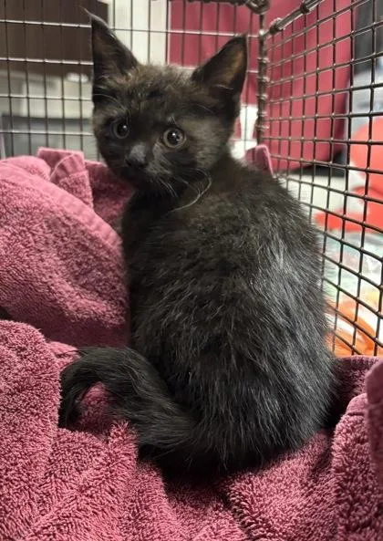 A baby small-sized female Domestic Short Hair cat named Lovely for adoption in West Chester, PA