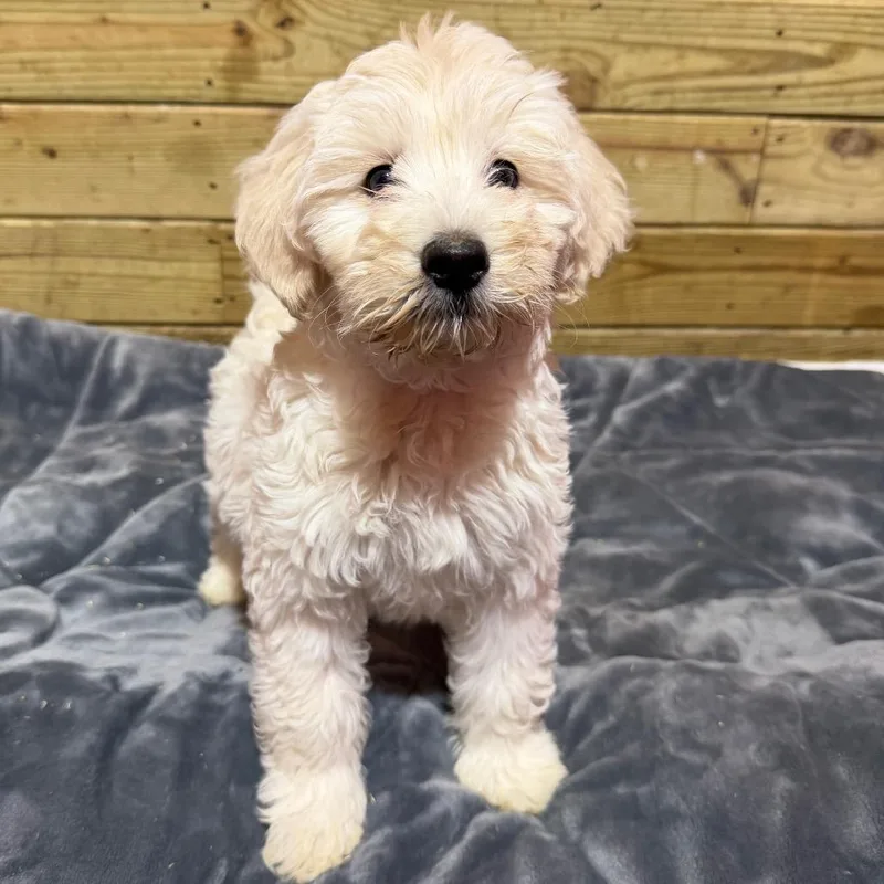 A baby medium-sized female Mixed Breed dog named Lorelie for adoption in Wappingers Falls, NY