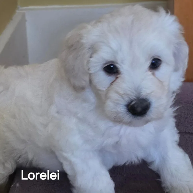 Lorelie thumbnail 3