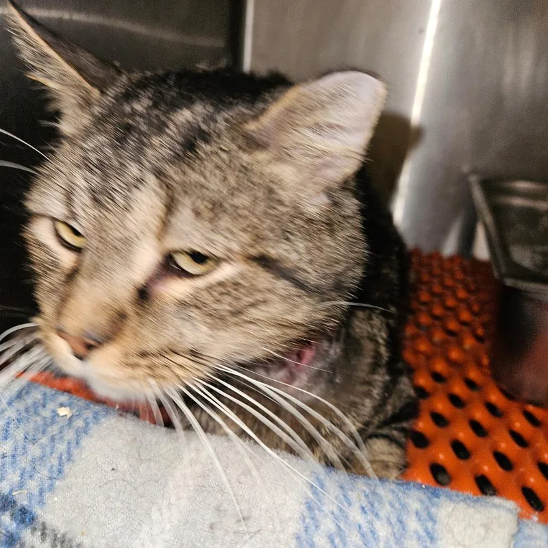 Spartacus thumbnail 2