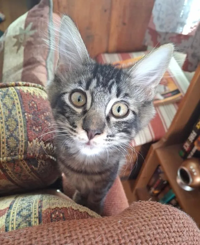 A baby small-sized male Black Tabby cat named Lotus  Flower Litter for adoption in Anthem, AZ