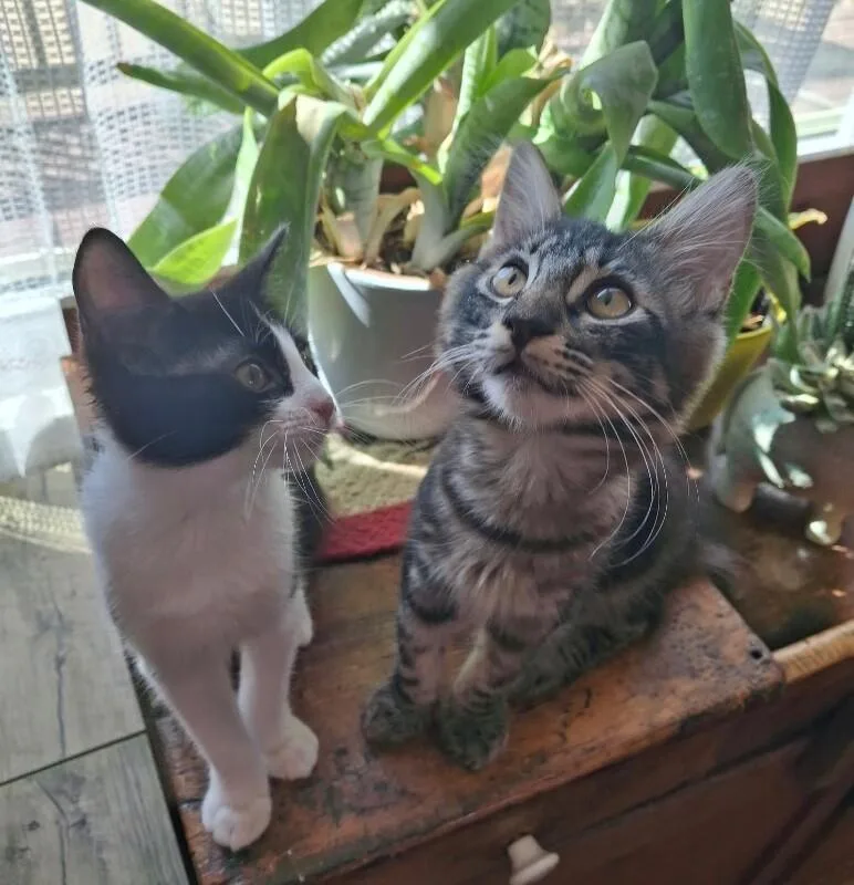 Lotus  Flower Litter thumbnail 3
