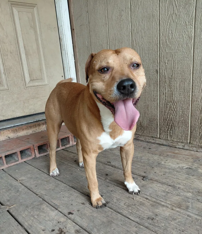 An adult medium-sized male Terrier dog named Buster for adoption in Helotes , TX