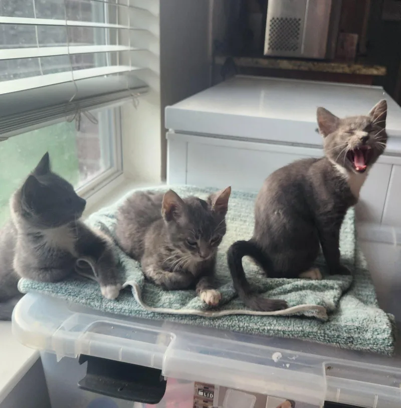 A young medium-sized male Gray / Blue / Silver Domestic Short Hair cat named Wyatt for adoption in McKinney, TX