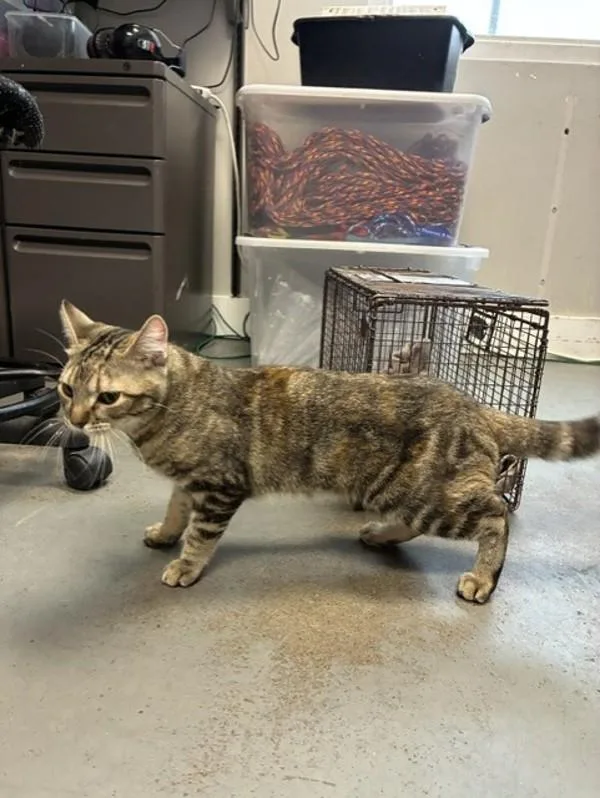 An adult small-sized female Domestic Short Hair cat named Rowena for adoption in Salt Lake City, UT