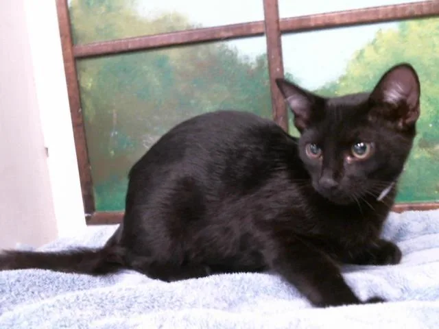 A baby small-sized male Domestic Short Hair cat named Don for adoption in Houston, TX