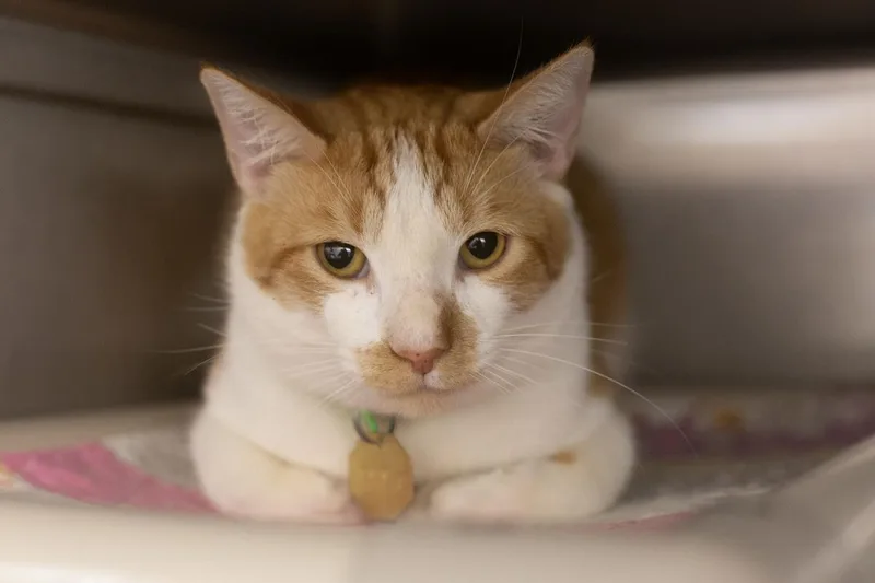 An adult large-sized male Domestic Short Hair cat named Ceasar for adoption in Mountain Home, AR
