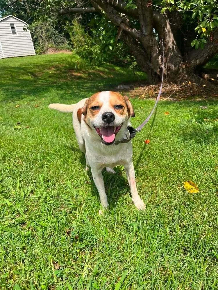 An adult medium-sized male Terrier dog named Stitch for adoption in Candler, NC