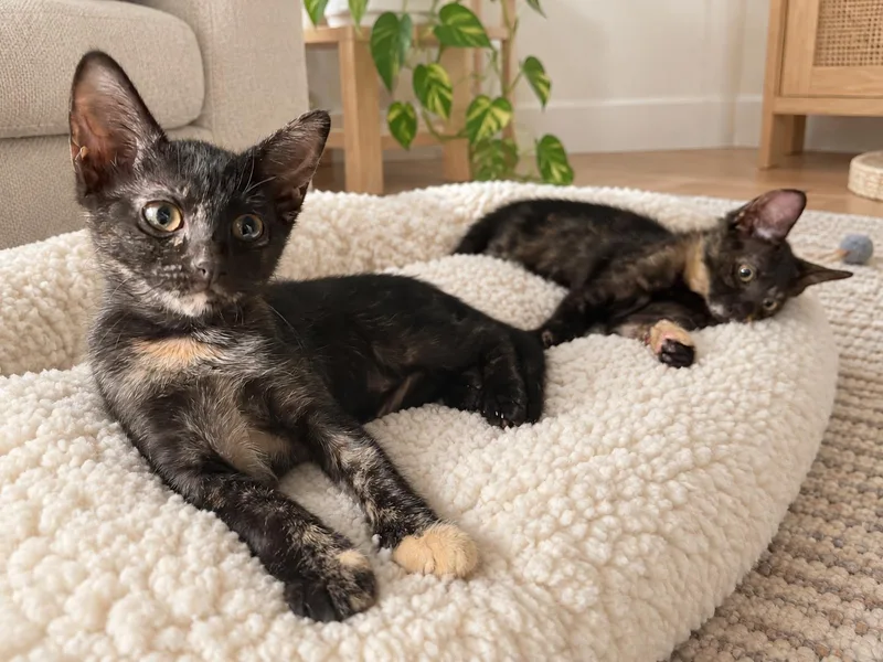 Eleanor & Agnes thumbnail 6