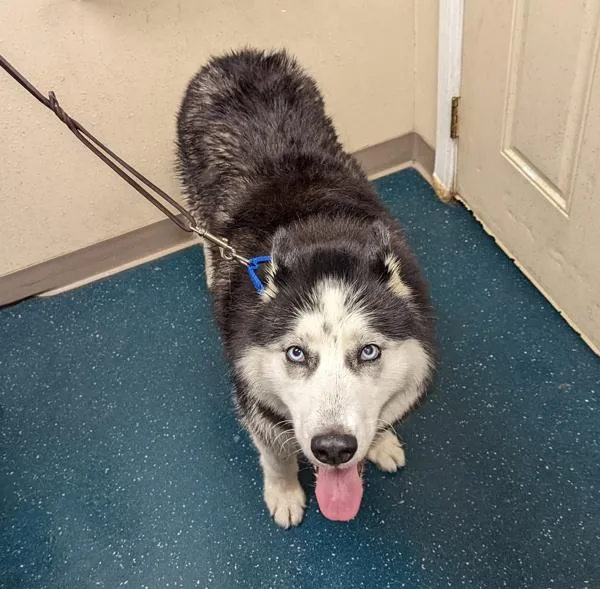 A senior large-sized female Alaskan Malamute dog named Keke for adoption in San Diego, CA