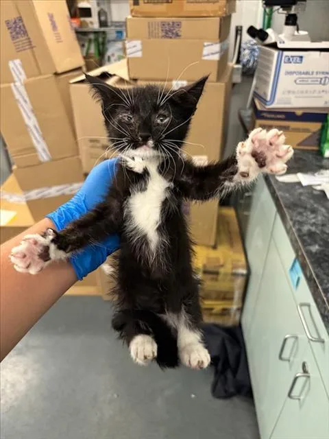 A baby small-sized female Black & White / Tuxedo Domestic Short Hair cat named Cardamom for adoption in Woodland, CA