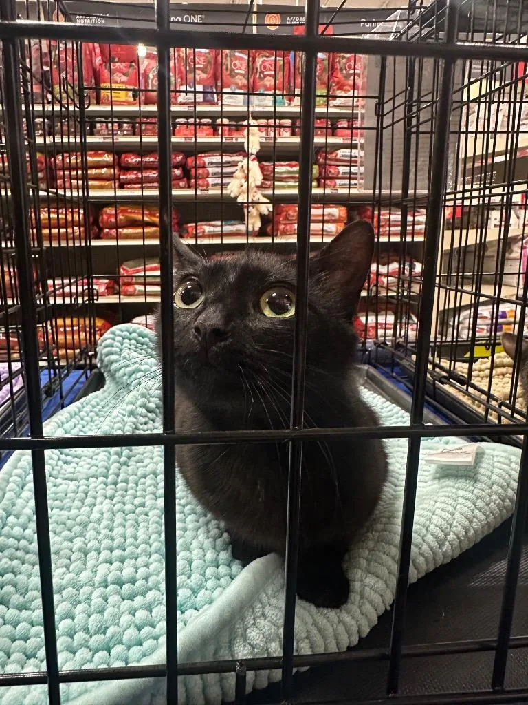 A young large-sized female Domestic Short Hair cat named Scarlet for adoption in warrenville, SC