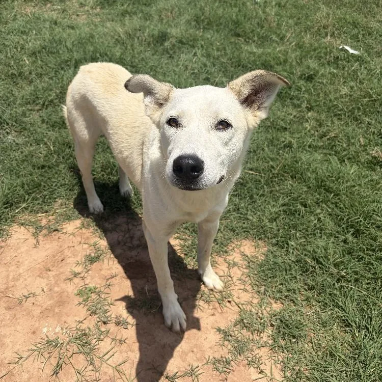 A young medium-sized male Labrador Retriever dog named Eyore for adoption in Paradise, TX