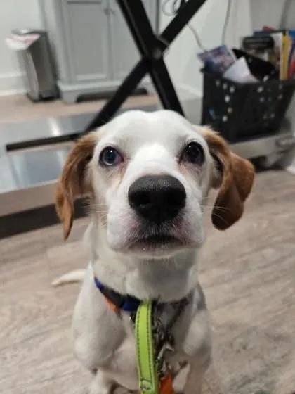 An adult medium-sized male Beagle dog named Archie for adoption in Southern Pines, NC