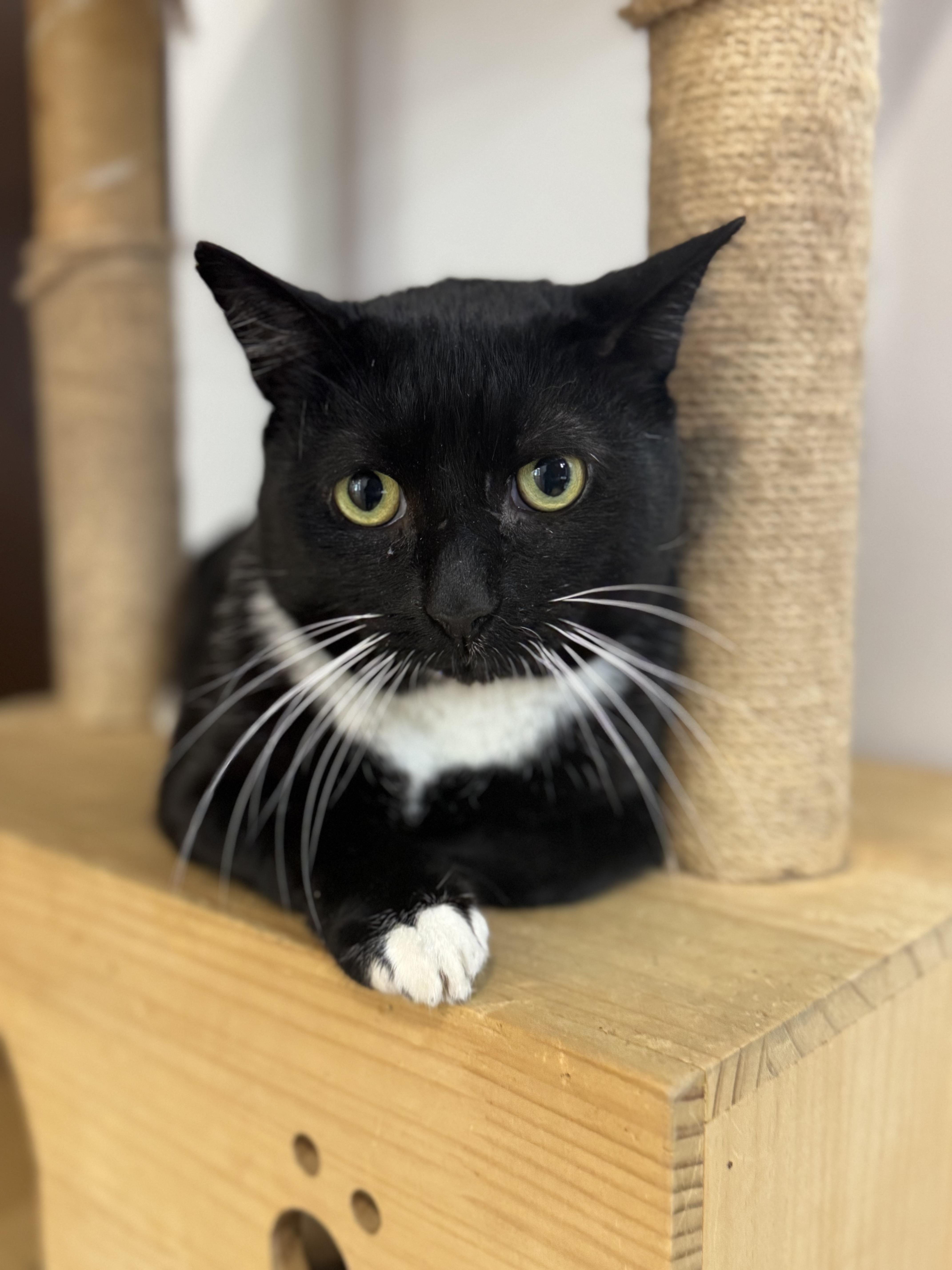 A young large-sized male Black & White / Tuxedo Domestic Short Hair cat named Tux for adoption in North Haven, CT