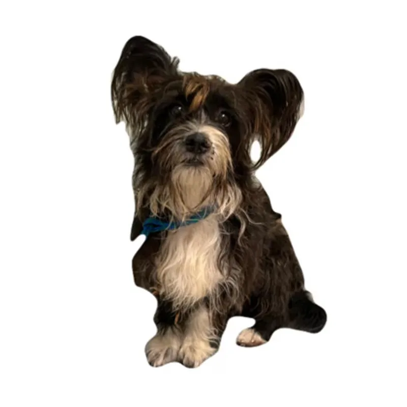An adult small-sized male Terrier dog named Winston for adoption in Red Bluff, CA