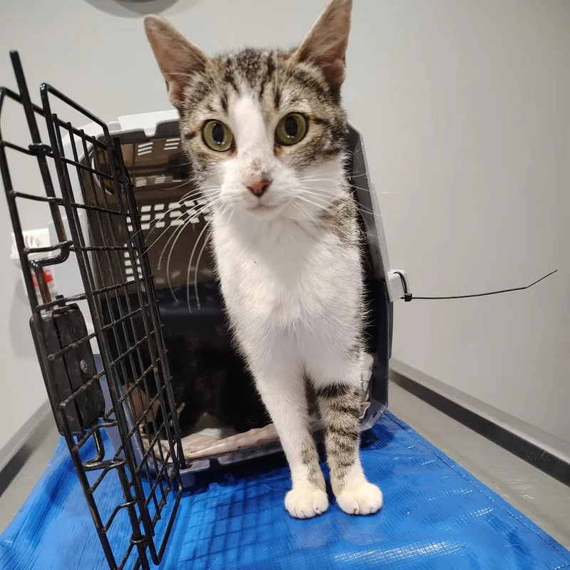 A young small-sized female Gray / Blue / Silver Domestic Short Hair cat named Glory for adoption in Osawatomie, KS